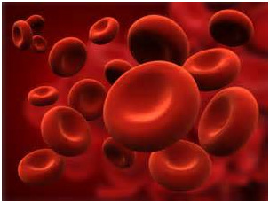 Клетки крови